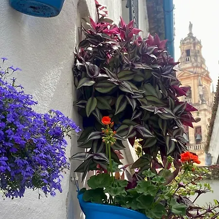 La Buganvilla De Santiago * Cordoue