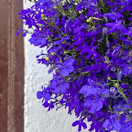 La Buganvilla De Santiago *