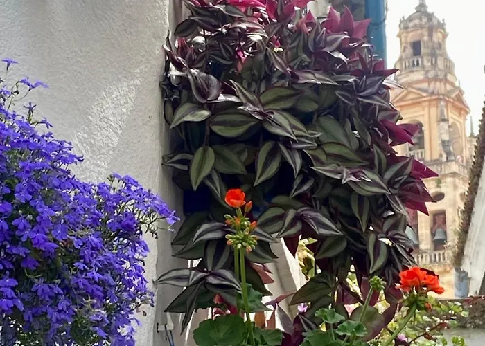 La Buganvilla De Santiago * קורדובה