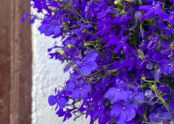 La Buganvilla De Santiago *