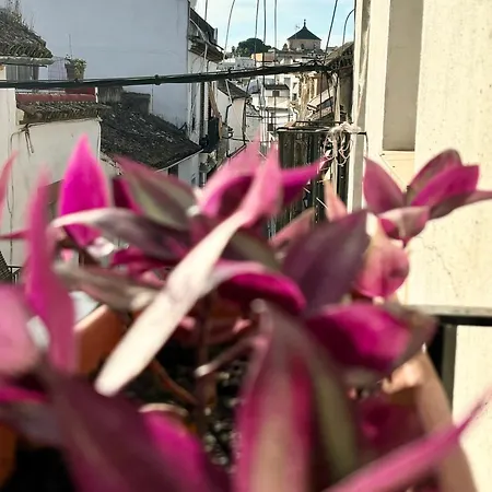 La Buganvilla De Santiago * Córdoba